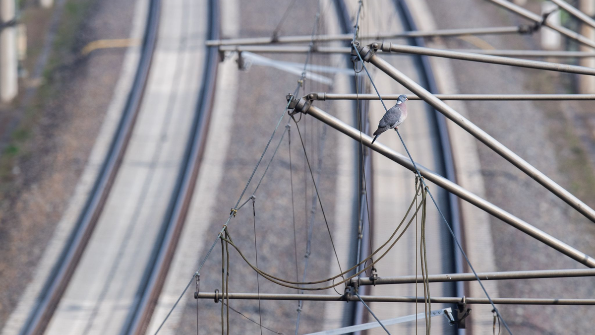 Bei der Elektrifizierung von Bahnstrecken gibt es Defizite. - Foto: Julian Stratenschulte/dpa