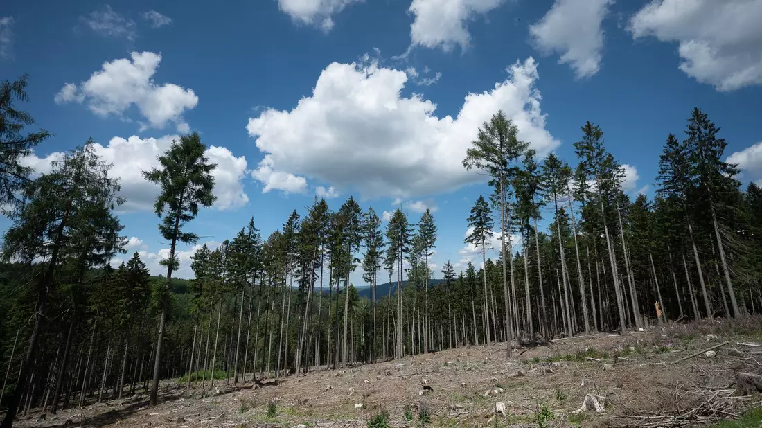 Trockene Bäume liegen in einer kahlen Stelle im Wald. Die Weltwirtschaft droht einer Studie zufolge durch Klimafolgen stark zu schrumpfen. - Bild: Sebastian Gollnow/dpa
