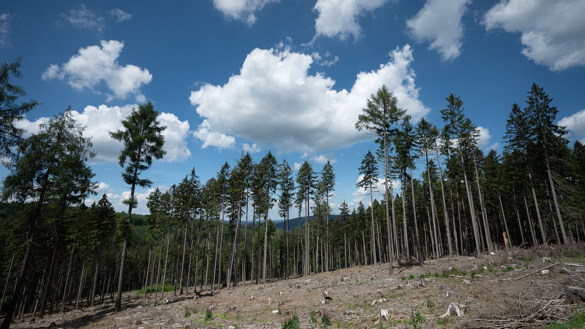Trockene Bäume liegen in einer kahlen Stelle im Wald. Die Weltwirtschaft droht einer Studie zufolge durch Klimafolgen stark zu schrumpfen. - Foto: Sebastian Gollnow/dpa
