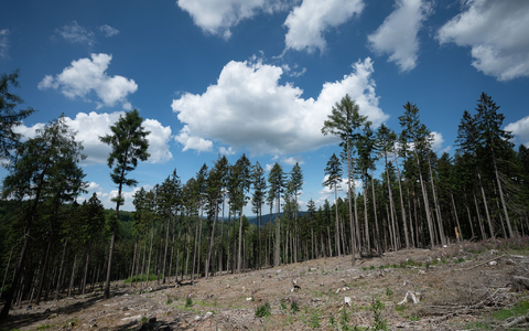 Trockene Bäume liegen in einer kahlen Stelle im Wald. Die Weltwirtschaft droht einer Studie zufolge durch Klimafolgen stark zu schrumpfen. - Foto: Sebastian Gollnow/dpa