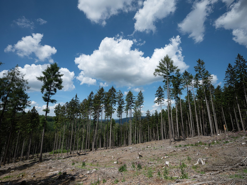 Trockene Bäume liegen in einer kahlen Stelle im Wald. Die Weltwirtschaft droht einer Studie zufolge durch Klimafolgen stark zu schrumpfen. - Foto: Sebastian Gollnow/dpa