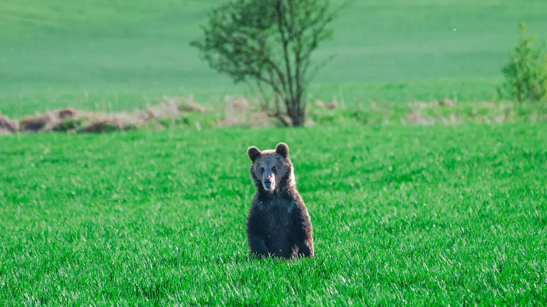 In den vergangenen Wochen wurden in der Slowakei mehrere Menschen bei unfreiwilligen Begegnungen mit Braunbären verletzt. - Bild: Jaroslav Slastan/Staatlicher Naturschutz der Slowakei/dpa