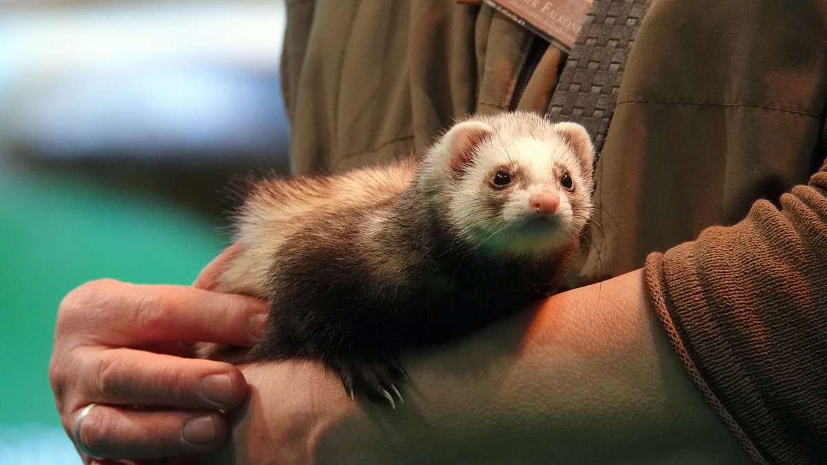 Bei dem Einbruch in eine Umweltschule wurden auch Frettchen gestohlen (Symbolbild). - Foto: Ann-Marie Utz/dpa