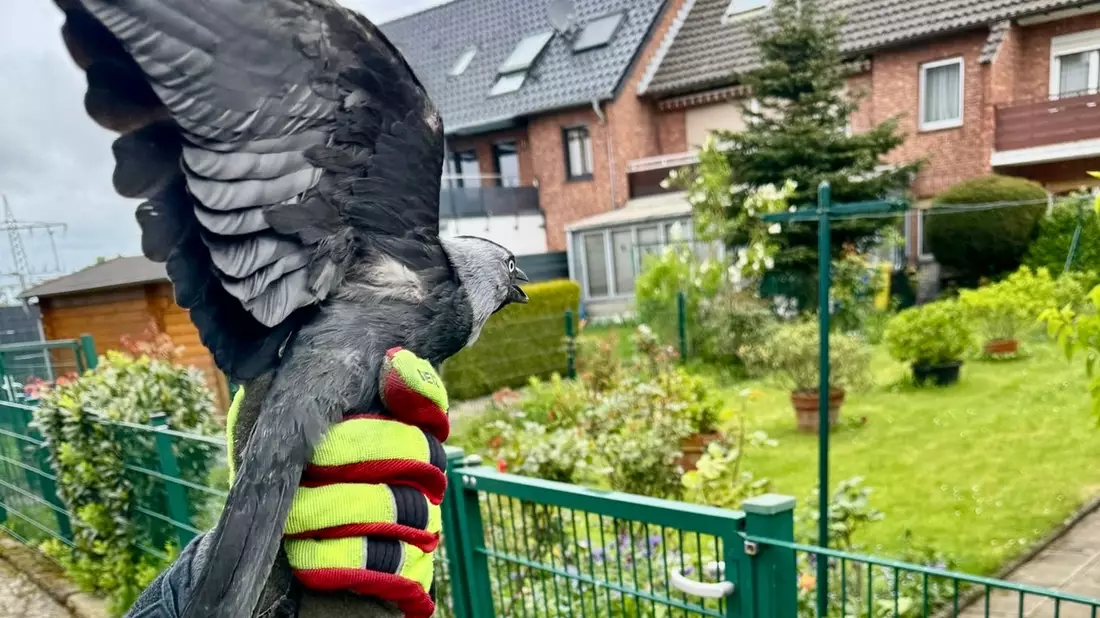 FFW Schwalmtal: Feuerwehr befreit Dohle aus Netz - Bild: presseportal.de