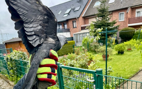 FFW Schwalmtal: Feuerwehr befreit Dohle aus Netz - Foto: presseportal.de