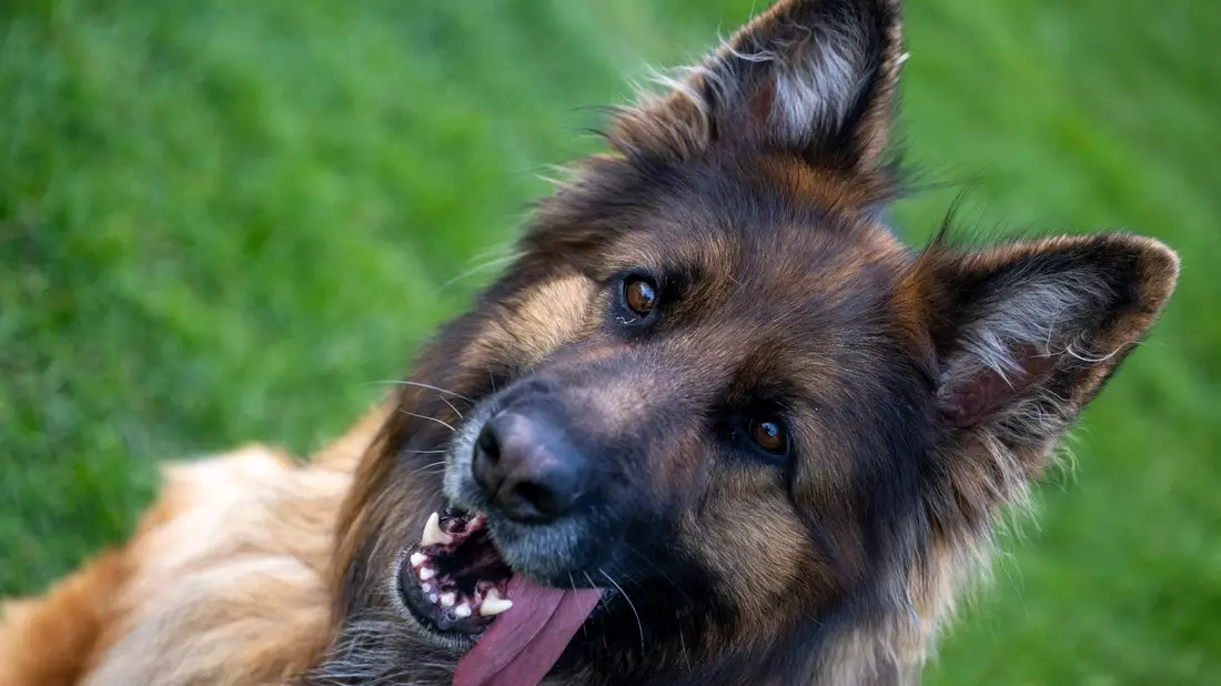 Ein Deutscher Schäferhund auf dem Übungsplatz des Schäferhundvereins Lauingen. - Bild: Stefan Puchner/dpa