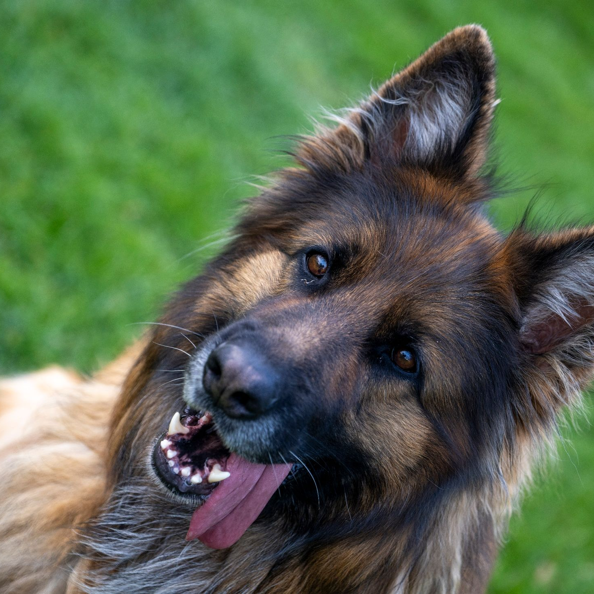 Ein Deutscher Schäferhund auf dem Übungsplatz des Schäferhundvereins Lauingen. - Foto: Stefan Puchner/dpa