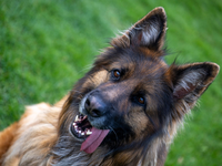 Ein Deutscher Schäferhund auf dem Übungsplatz des Schäferhundvereins Lauingen. - Foto: Stefan Puchner/dpa