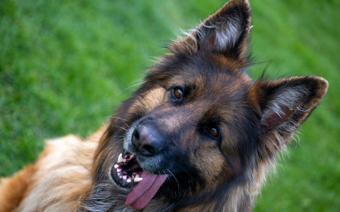 Ein Deutscher Schäferhund auf dem Übungsplatz des Schäferhundvereins Lauingen. - Foto: Stefan Puchner/dpa