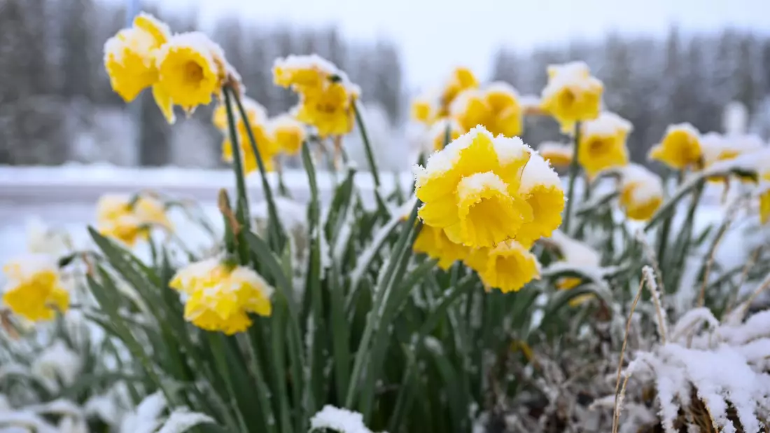 Schnee auf gelben Narzissen, auch Osterglocken genannt, in Böhemnkirch (Baden-Württemberg). - Bild: Marius Bulling/dpa