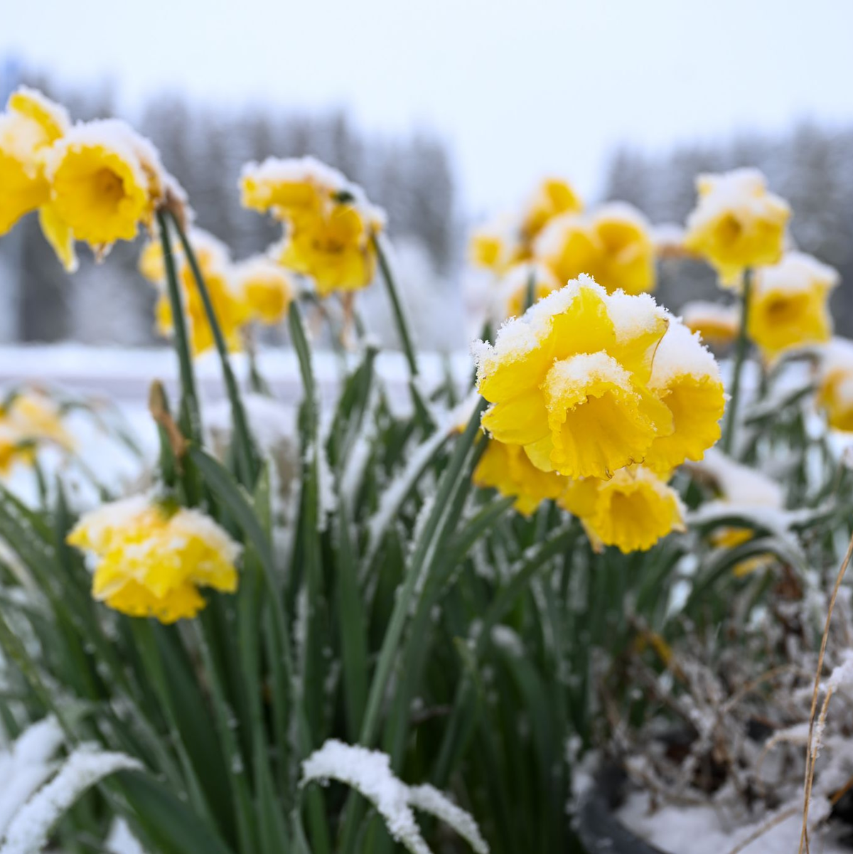 Schnee auf gelben Narzissen, auch Osterglocken genannt, in Böhemnkirch (Baden-Württemberg). - Foto: Marius Bulling/dpa