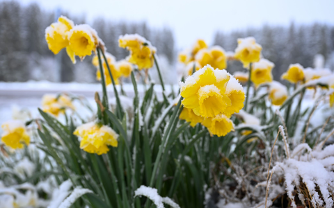 Schnee auf gelben Narzissen, auch Osterglocken genannt, in Böhemnkirch (Baden-Württemberg). - Foto: Marius Bulling/dpa