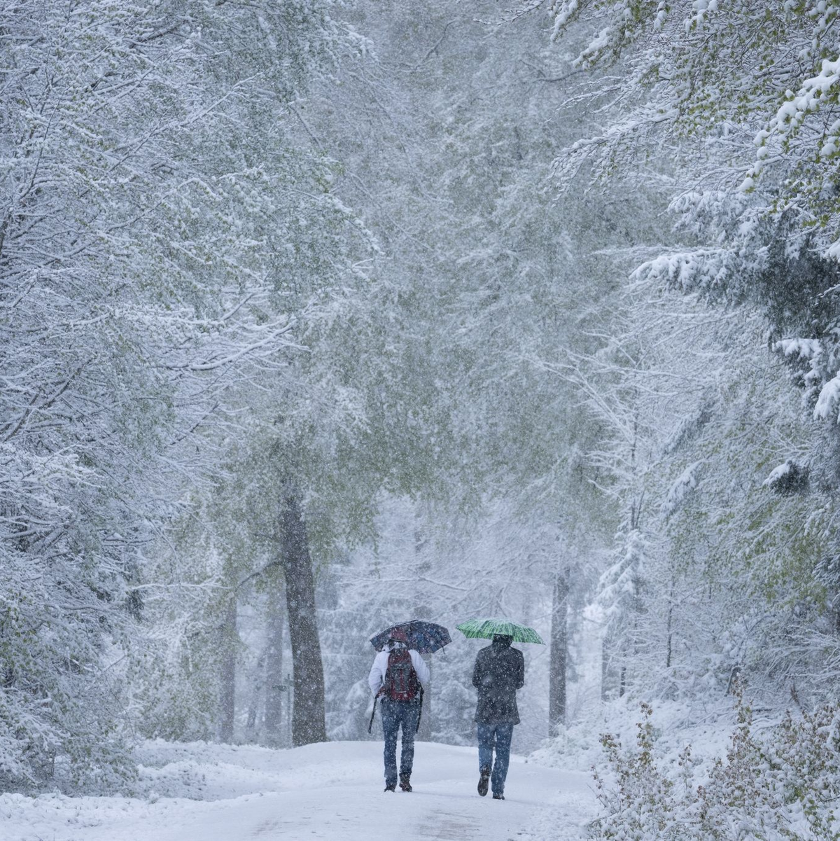 Spaziergänger laufen über einen verschneiten Wanderweg im Taunus. - Foto: Boris Roessler/dpa
