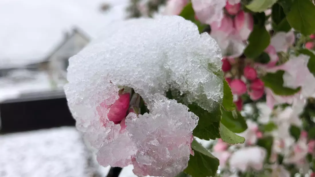 Die Blüten eines Apfelbaums in einem Garten in Bamberg sind mit Schnee bedeckt. - Bild: David Hutzler/dpa