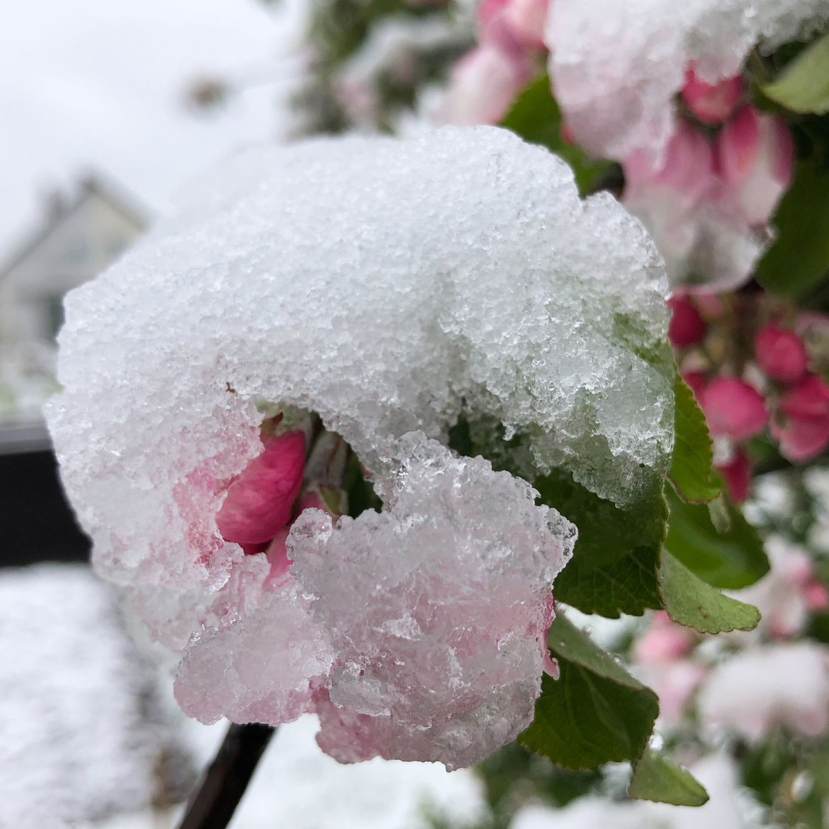 Die Blüten eines Apfelbaums in einem Garten in Bamberg sind mit Schnee bedeckt. - Foto: David Hutzler/dpa