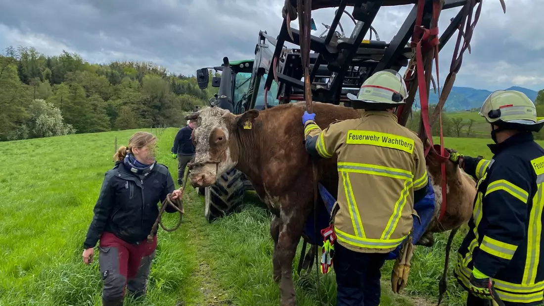 FW Wachtberg: Eingesunkene Kuh bei Wachtberg-Ließem - Bild: presseportal.de