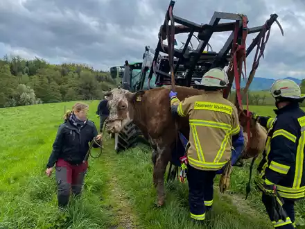 FW Wachtberg: Eingesunkene Kuh bei Wachtberg-Ließem - Foto: presseportal.de