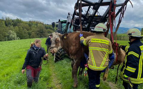 FW Wachtberg: Eingesunkene Kuh bei Wachtberg-Ließem - Foto: presseportal.de