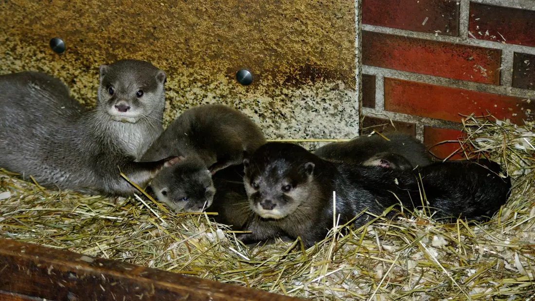Das Zwergotter-Paar Jacky und Emil mit seinem Nachwuchs im Tierpark Neumünster. - Bild: Verena Kaspari/Tierpark Neumünster/dpa