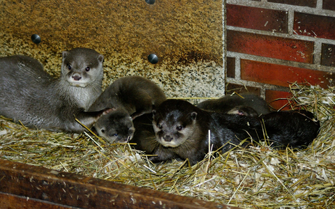 Das Zwergotter-Paar Jacky und Emil mit seinem Nachwuchs im Tierpark Neumünster. - Foto: Verena Kaspari/Tierpark Neumünster/dpa