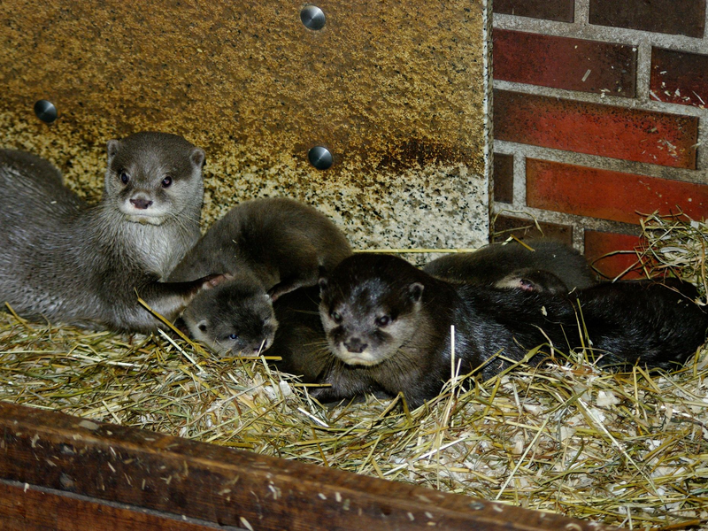 Das Zwergotter-Paar Jacky und Emil mit seinem Nachwuchs im Tierpark Neumünster. - Foto: Verena Kaspari/Tierpark Neumünster/dpa