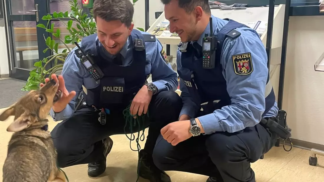 POL-PPMZ: Hundewelpe aus Rhein gerettet - Bild: presseportal.de