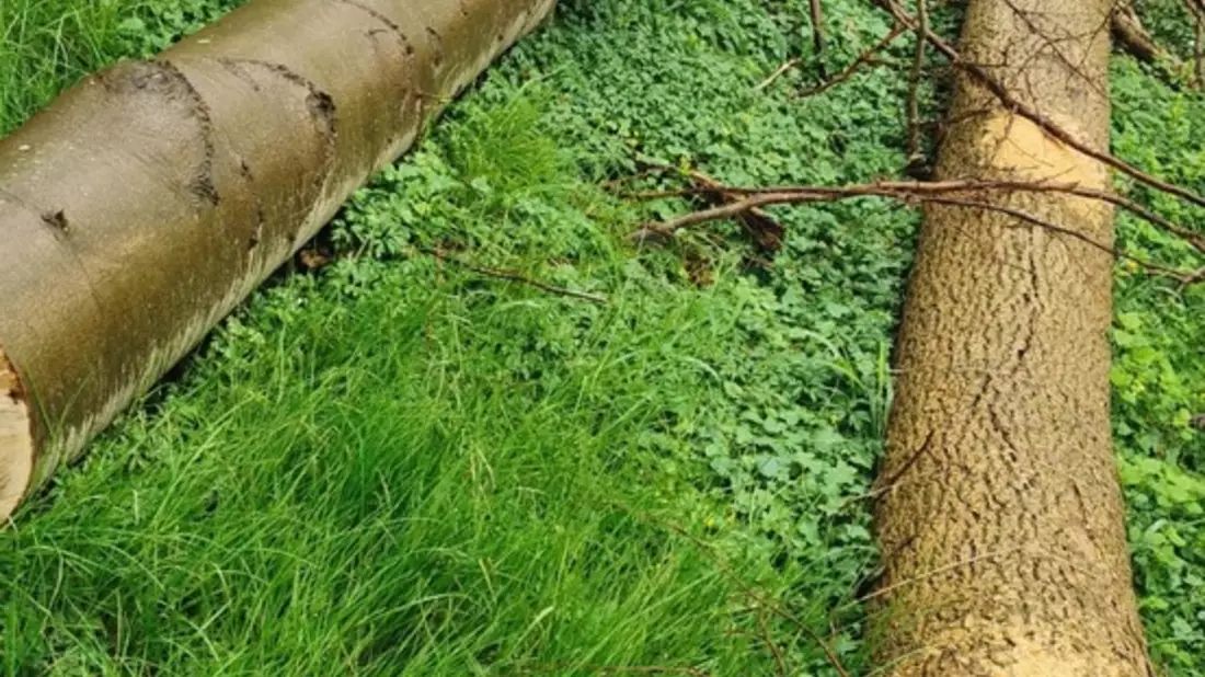POL-SE: Kummerfeld - Erhebliche Mengen an Holz aus Naturwald unberechtigt entnommen - Polizei sucht Zeugen - Bild: presseportal.de