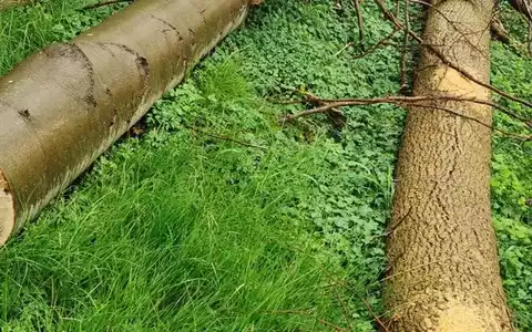 POL-SE: Kummerfeld - Erhebliche Mengen an Holz aus Naturwald unberechtigt entnommen - Polizei sucht Zeugen - Foto: presseportal.de