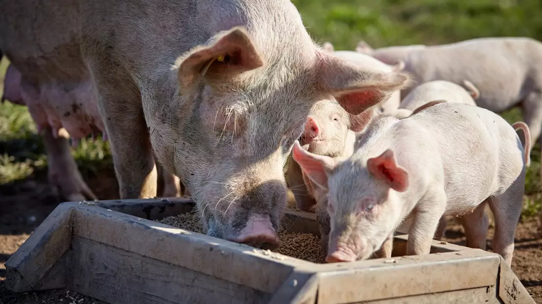 Tönnies Forschung: Förderprogramm 2024 veröffentlicht / Neben Tierwohl verstärkt auch Nachhaltigkeit im Fokus - Bild: presseportal.de