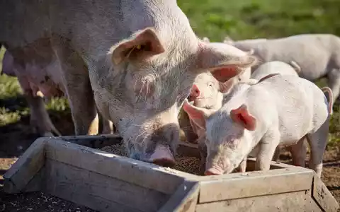 Tönnies Forschung: Förderprogramm 2024 veröffentlicht / Neben Tierwohl verstärkt auch Nachhaltigkeit im Fokus - Foto: presseportal.de