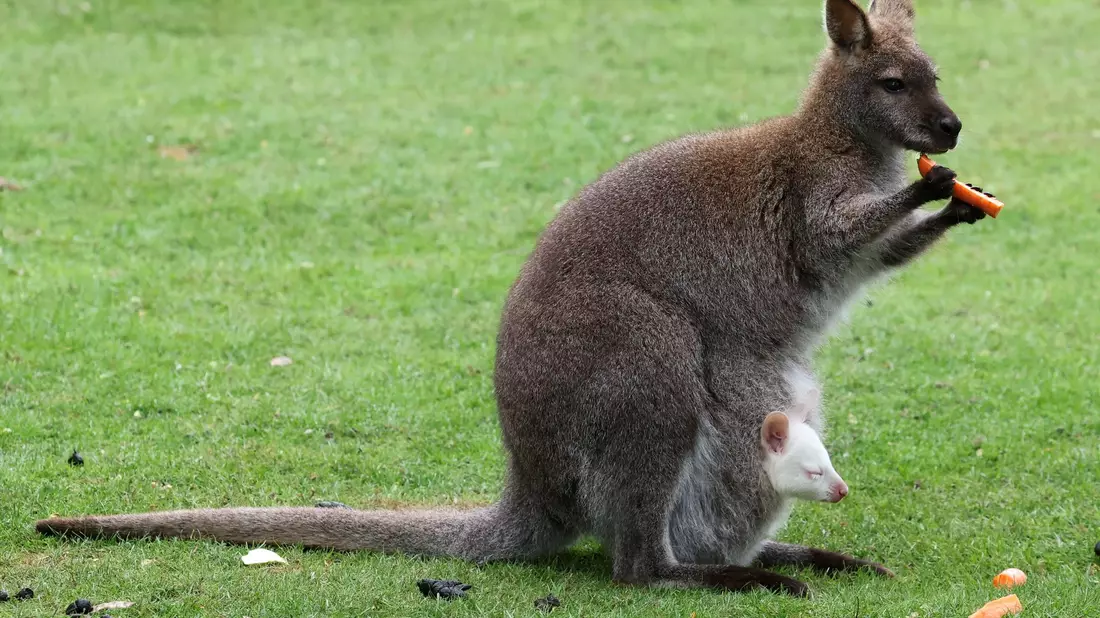 Kängurubaby Abigail, ein Albino, im Beutel der Mutter im Vogelpark Marlow. - Bild: Bernd Wüstneck/dpa