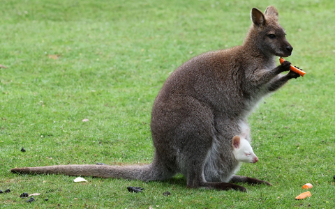 Kängurubaby Abigail, ein Albino, im Beutel der Mutter im Vogelpark Marlow. - Foto: Bernd Wüstneck/dpa