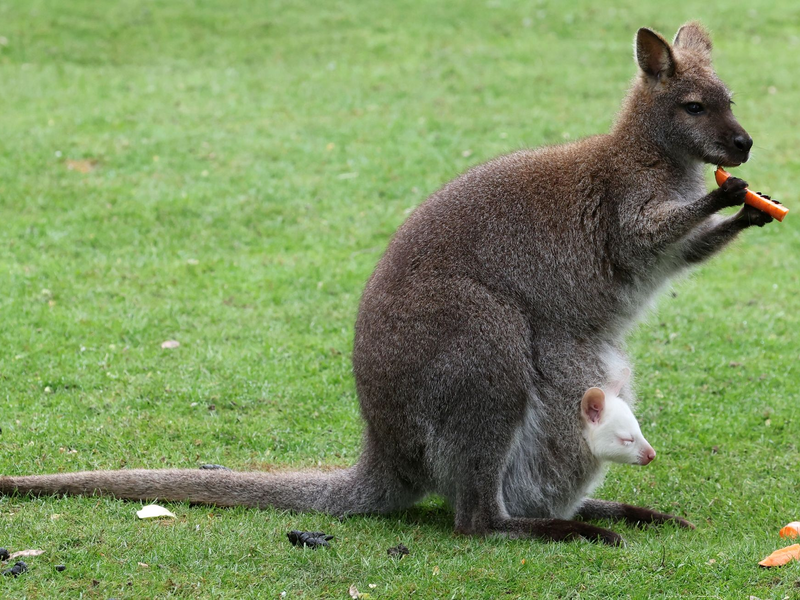 Kängurubaby Abigail, ein Albino, im Beutel der Mutter im Vogelpark Marlow. - Foto: Bernd Wüstneck/dpa
