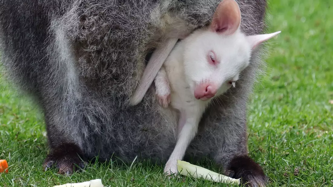 Das Kängurubaby Abigail im Beutel der Mutter im Vogelpark Marlow. - Bild: Bernd Wüstneck/dpa