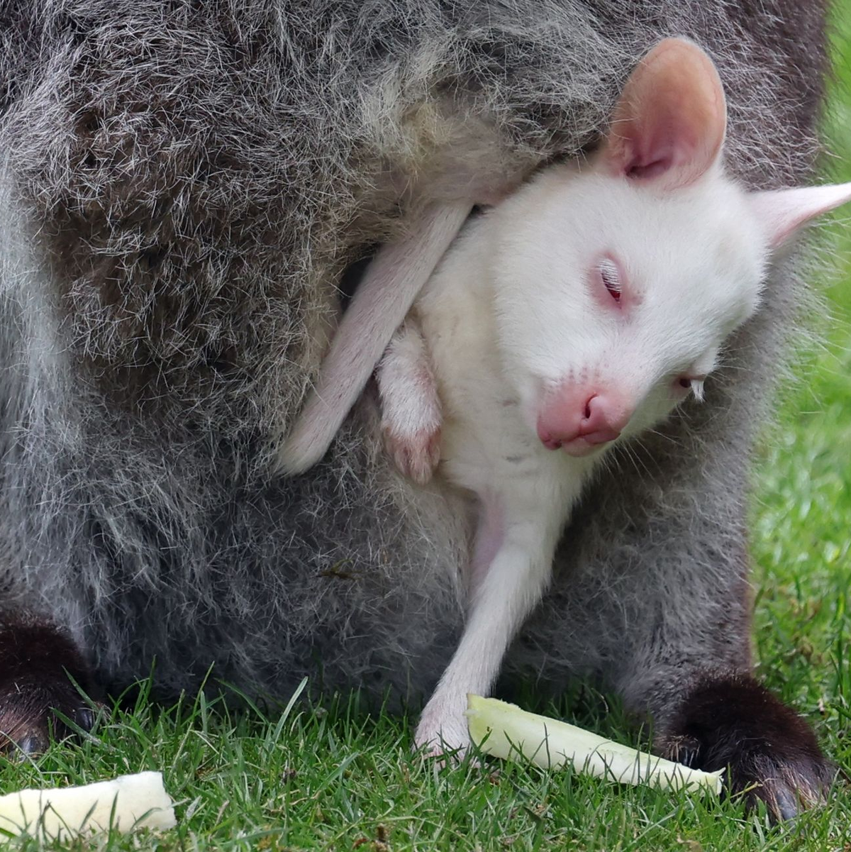 Das Kängurubaby Abigail im Beutel der Mutter im Vogelpark Marlow. - Foto: Bernd Wüstneck/dpa