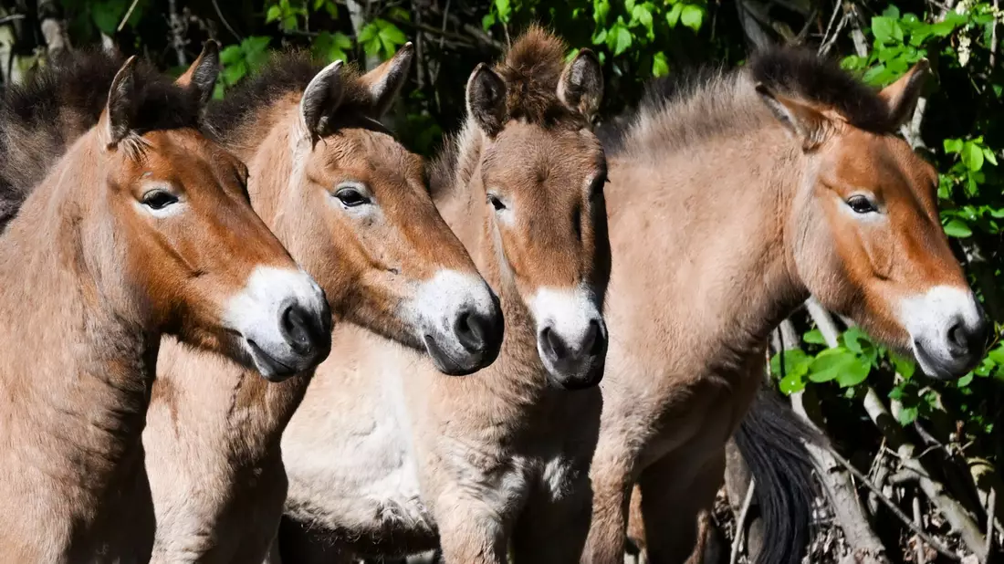 Die Przewalski-Pferde im Tierpark Berlin. Die Tiere sind nach ihrem Entdecker, dem russischen Forscher Nikolaj Przewalski, benannt. - Bild: Jens Kalaene/dpa