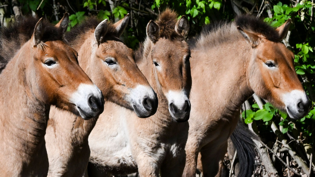 Die Przewalski-Pferde im Tierpark Berlin. Die Tiere sind nach ihrem Entdecker, dem russischen Forscher Nikolaj Przewalski, benannt. - Foto: Jens Kalaene/dpa