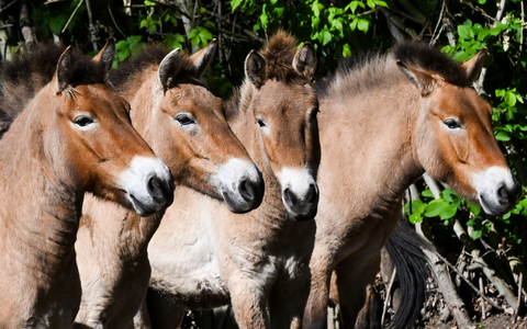 Die Przewalski-Pferde im Tierpark Berlin. Die Tiere sind nach ihrem Entdecker, dem russischen Forscher Nikolaj Przewalski, benannt. - Foto: Jens Kalaene/dpa
