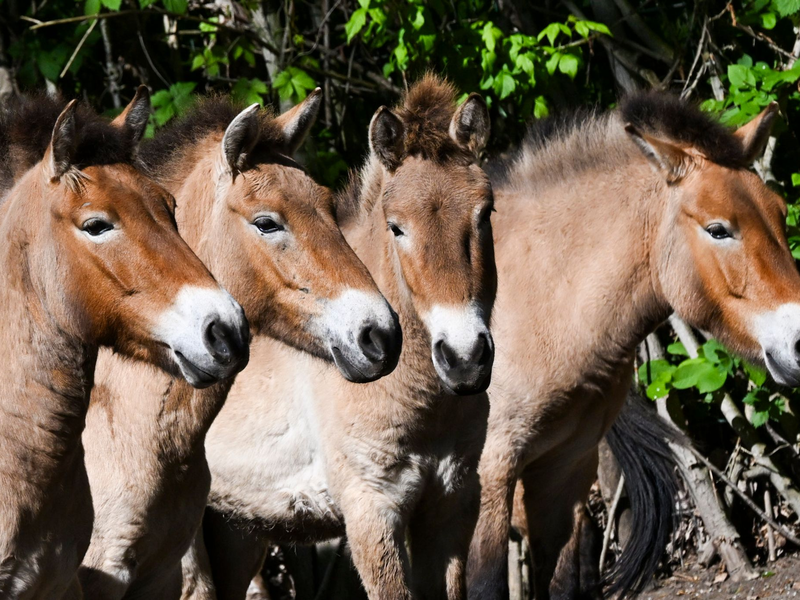 Die Przewalski-Pferde im Tierpark Berlin. Die Tiere sind nach ihrem Entdecker, dem russischen Forscher Nikolaj Przewalski, benannt. - Foto: Jens Kalaene/dpa