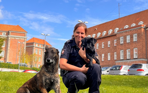 POL-KI: 240424.1 Kiel: Brandmittelspürhündin Naira hat ihre Ausbildung bei der Polizei begonnen - Foto: presseportal.de
