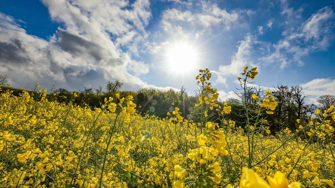 Ein Rapsfeld leuchtet gelb im Sonnenschein. - Bild: Christoph Reichwein/dpa