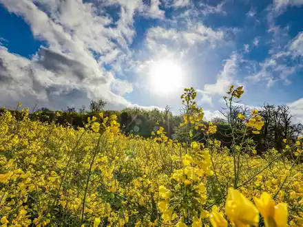 Ein Rapsfeld leuchtet gelb im Sonnenschein. - Foto: Christoph Reichwein/dpa
