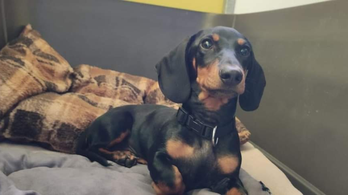 LPI-G: Welpe ausgesetzt - Foto: presseportal.de