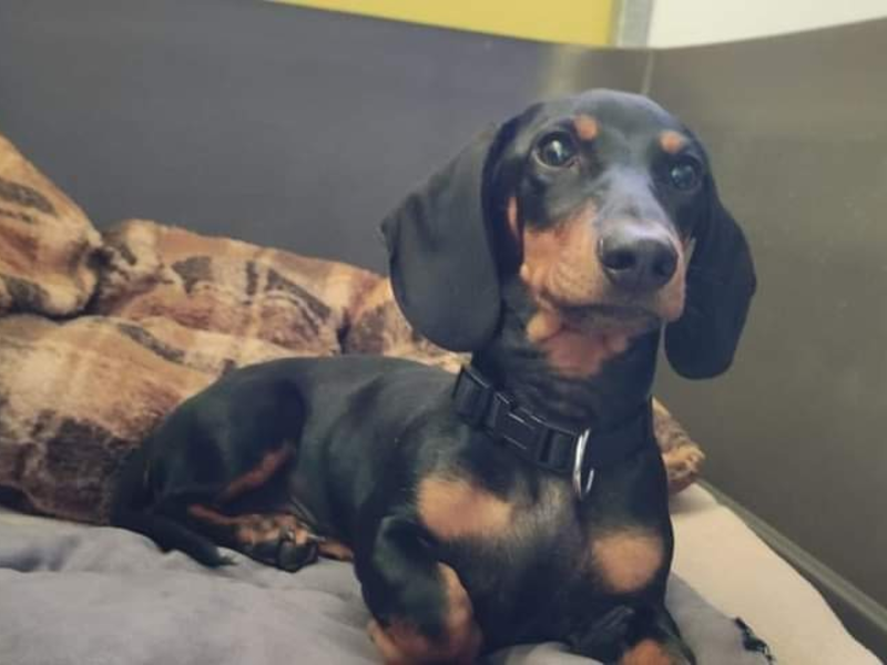 LPI-G: Welpe ausgesetzt - Foto: presseportal.de