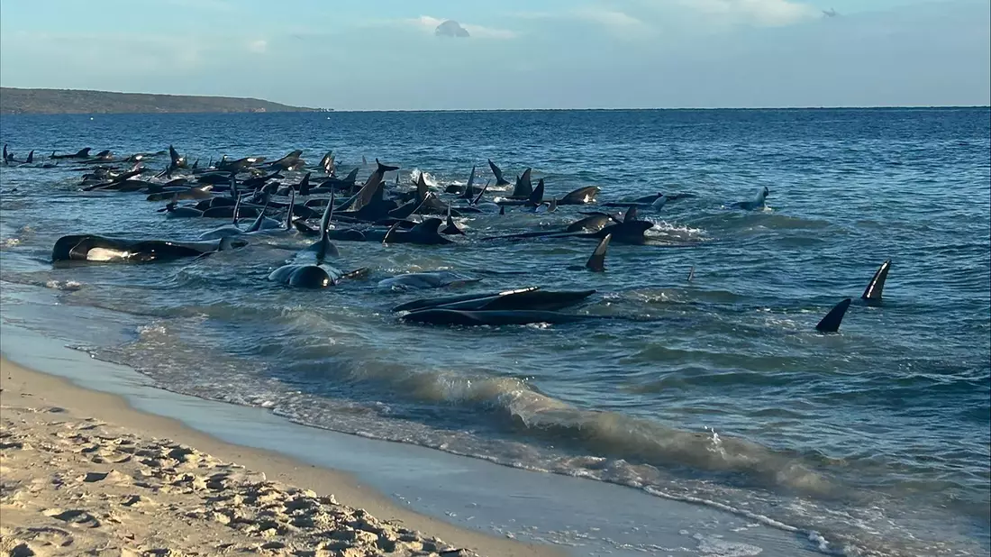 Aufnahmen zeigen eine Massenstrandung von Walen in Toby's Inlet in Westaustralien. - Bild: Supplied/PARKS AND WILDLIFE WESTERN AUSTRALIA/AAP/dpa