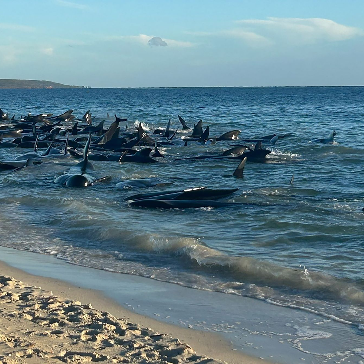 Aufnahmen zeigen eine Massenstrandung von Walen in Toby's Inlet in Westaustralien. - Foto: Supplied/PARKS AND WILDLIFE WESTERN AUSTRALIA/AAP/dpa