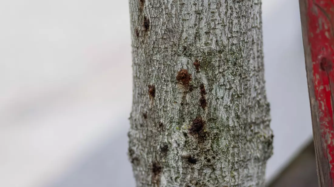 Ein erkrankter Baum ist in der Innenstadt von Freiburg zu sehen. Aufgrund extremer werdender Klimabedingungen sind Bäume immer mehr biotischen und abiotischen Stressfaktoren ausgesetzt und dadurch anfällig für Schaderreger. - Bild: Philipp von Ditfurth/dpa