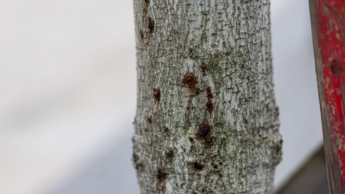 Ein erkrankter Baum ist in der Innenstadt von Freiburg zu sehen. Aufgrund extremer werdender Klimabedingungen sind Bäume immer mehr biotischen und abiotischen Stressfaktoren ausgesetzt und dadurch anfällig für Schaderreger. - Foto: Philipp von Ditfurth/dpa