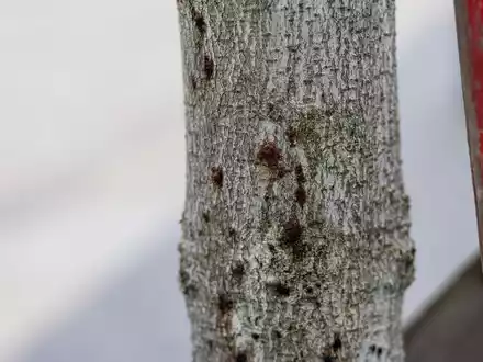 Ein erkrankter Baum ist in der Innenstadt von Freiburg zu sehen. Aufgrund extremer werdender Klimabedingungen sind Bäume immer mehr biotischen und abiotischen Stressfaktoren ausgesetzt und dadurch anfällig für Schaderreger. - Foto: Philipp von Ditfurth/dpa