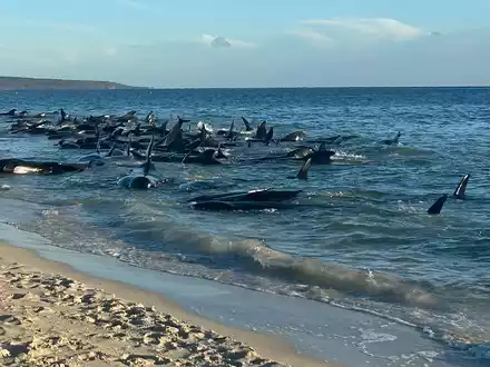 Massenstrandung von Walen in Toby's Inlet in Westaustralien. - Foto: Supplied/PARKS AND WILDLIFE WESTERN AUSTRALIA/AAP/dpa
